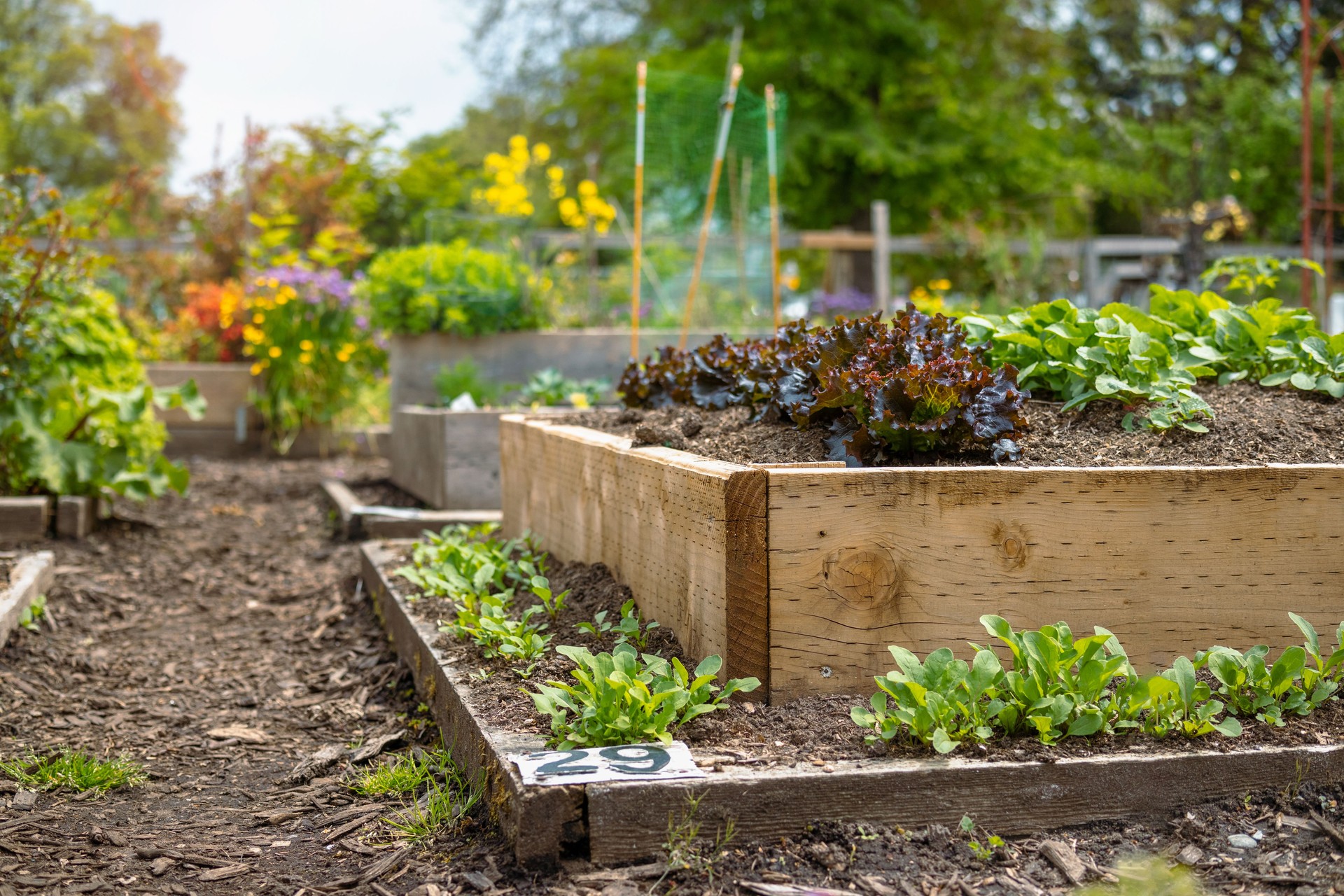 Raised garden bed plot of a community garden.